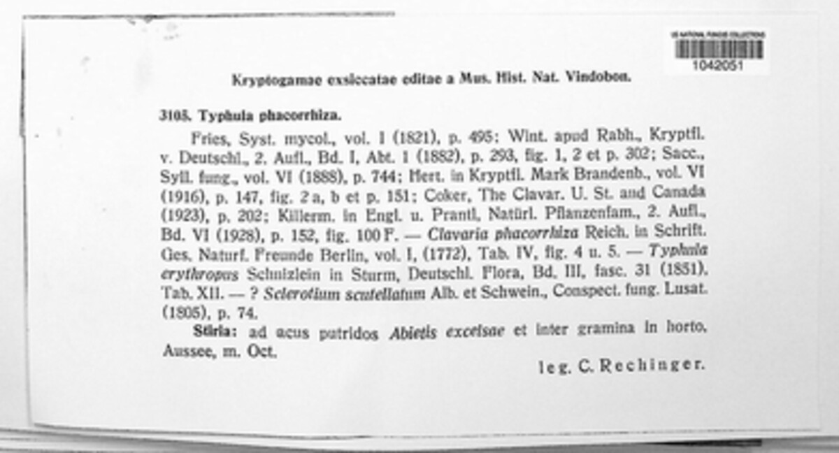 Typhula phacorrhiza image
